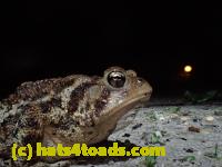 /home//u458753944/public_html/sourcegallery//Roxborough Toad Detour/2016/2016-04-26/P4260233.JPG